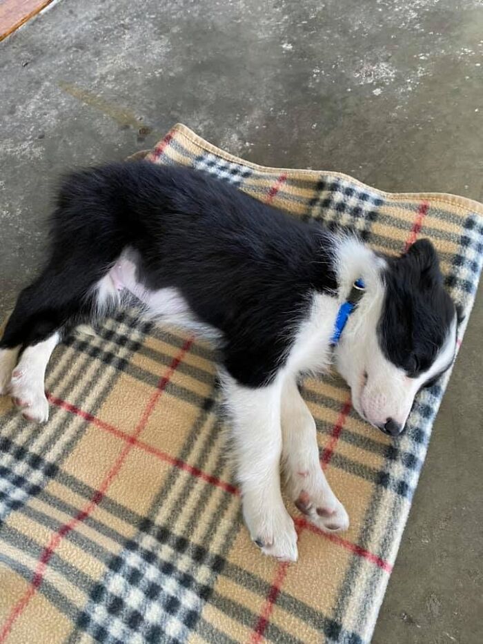 40 Sleeping Puppies So Adorable They Might Just Melt Your Heart, As Shared by This Page