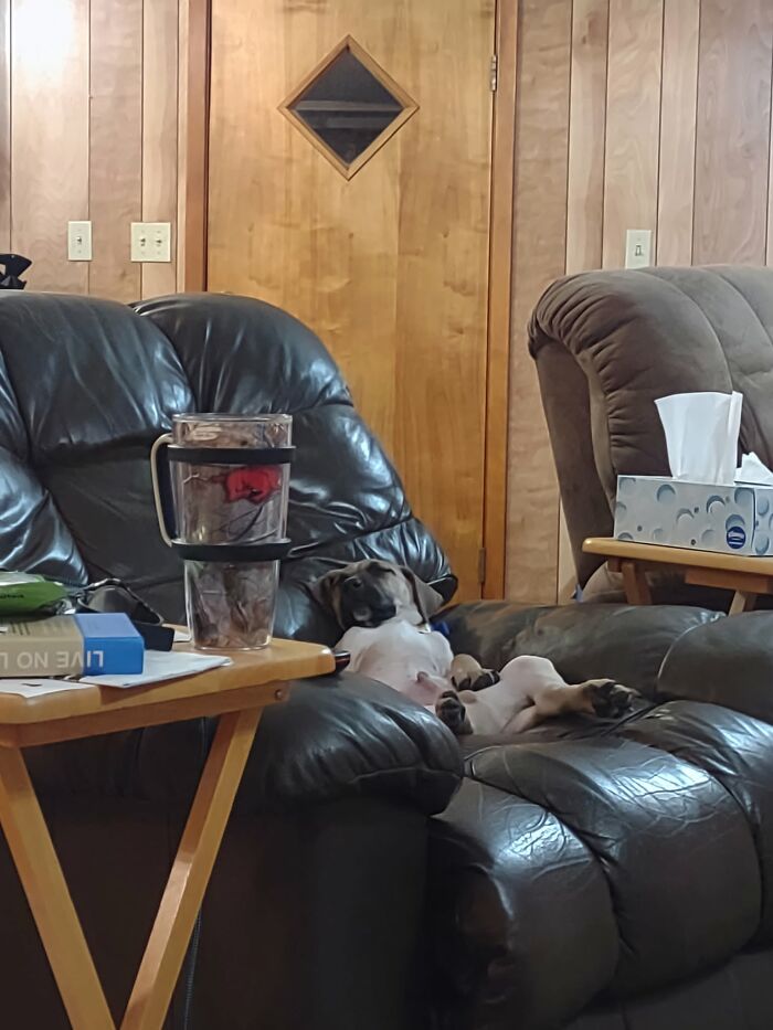 40 Sleeping Puppies So Adorable They Might Just Melt Your Heart, As Shared by This Page