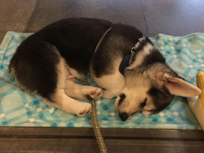 40 Sleeping Puppies So Adorable They Might Just Melt Your Heart, As Shared by This Page