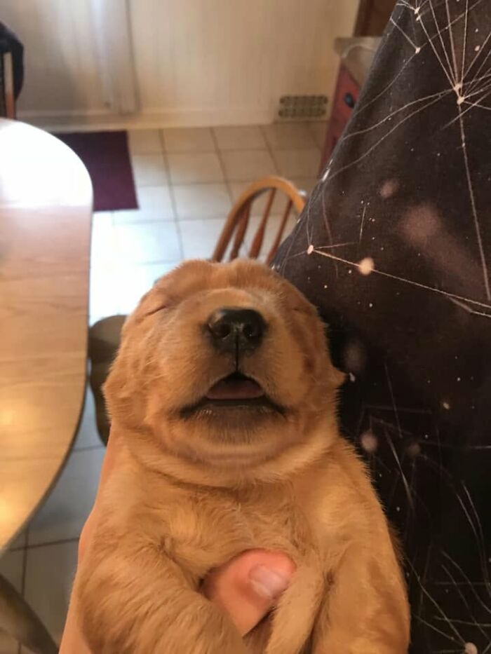 40 Sleeping Puppies So Adorable They Might Just Melt Your Heart, As Shared by This Page