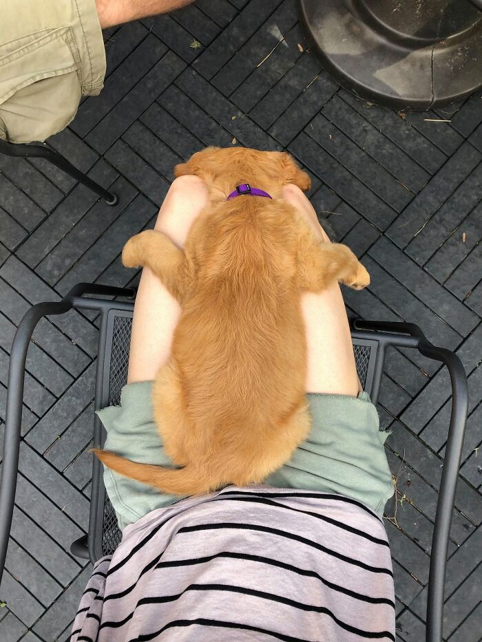 40 Sleeping Puppies So Adorable They Might Just Melt Your Heart, As Shared by This Page