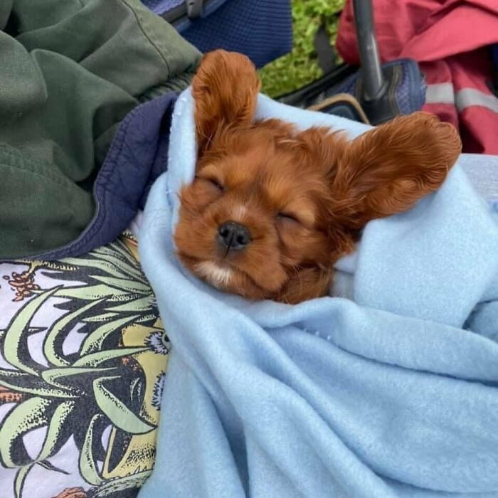 40 Sleeping Puppies So Adorable They Might Just Melt Your Heart, As Shared by This Page