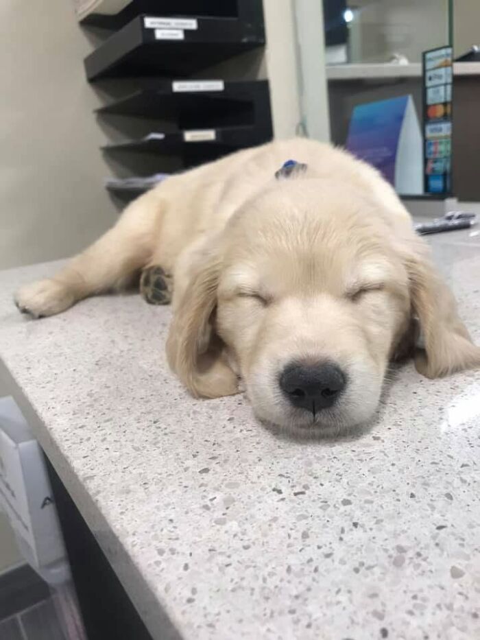 40 Sleeping Puppies So Adorable They Might Just Melt Your Heart, As Shared by This Page