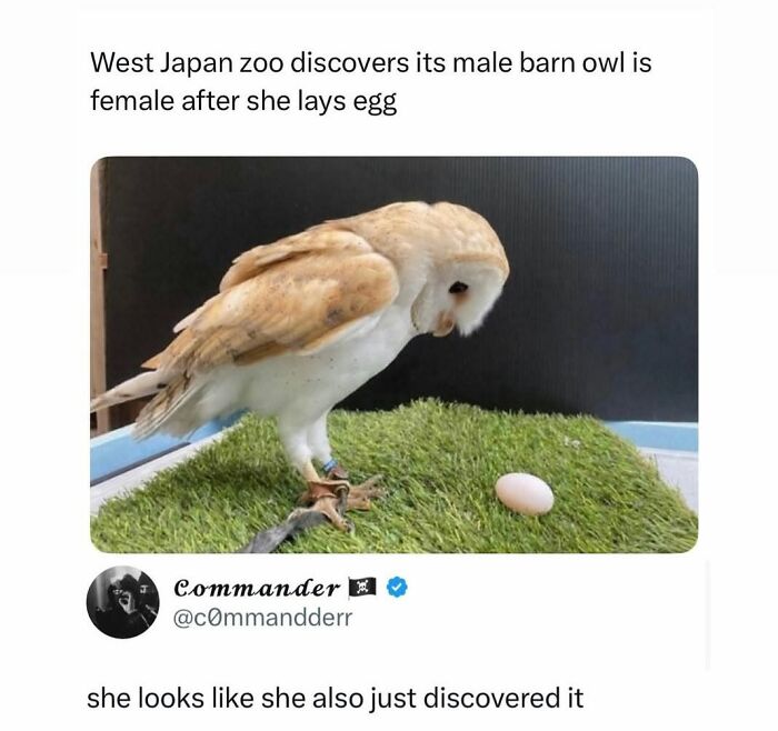 This Page Shared 45 Funny Memes For Anyone Who Knows Animals Are Hilarious In The Best Way