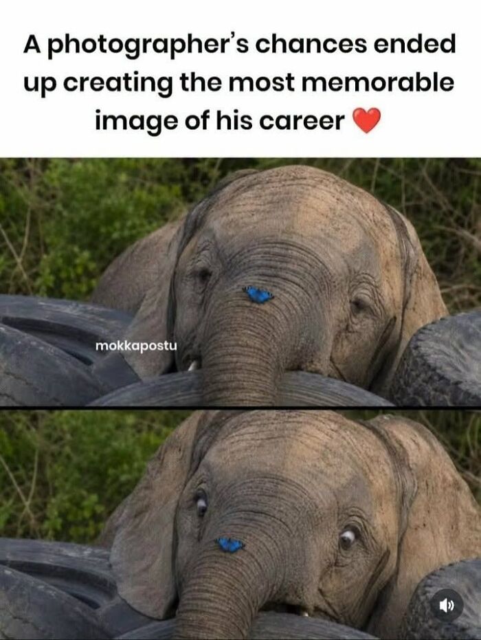 This Page Shared 45 Funny Memes For Anyone Who Knows Animals Are Hilarious In The Best Way