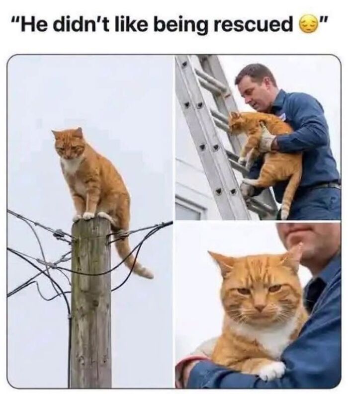 This Page Shared 45 Funny Memes For Anyone Who Knows Animals Are Hilarious In The Best Way