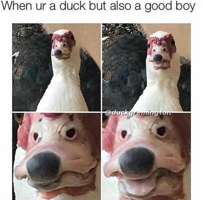 This Page Shared 45 Funny Memes For Anyone Who Knows Animals Are Hilarious In The Best Way