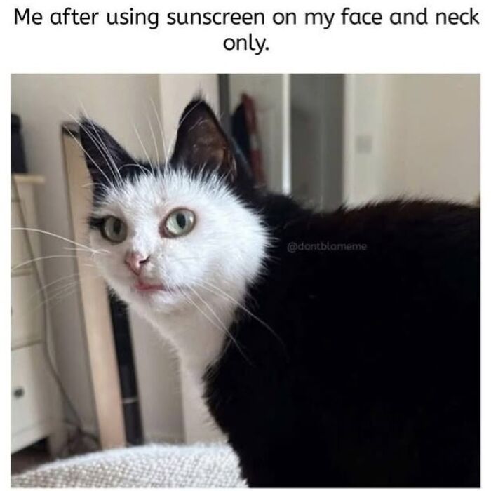 This Page Shared 45 Funny Memes For Anyone Who Knows Animals Are Hilarious In The Best Way
