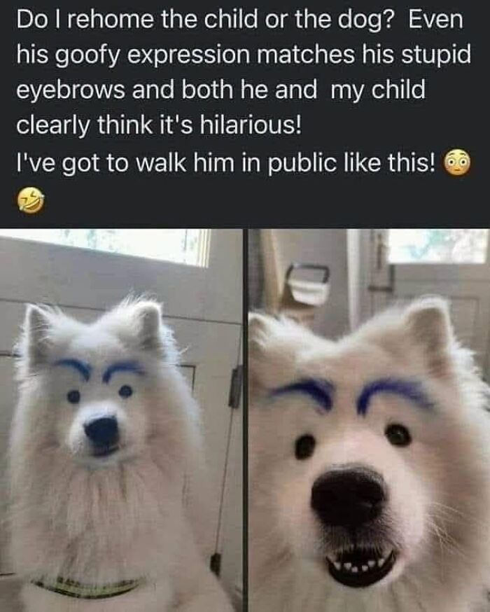 This Page Shared 45 Funny Memes For Anyone Who Knows Animals Are Hilarious In The Best Way