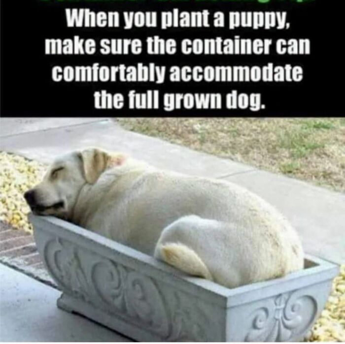 This Page Shared 45 Funny Memes For Anyone Who Knows Animals Are Hilarious In The Best Way