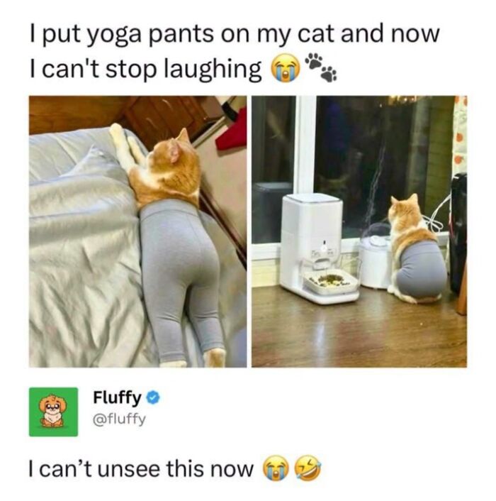 This Page Shared 45 Funny Memes For Anyone Who Knows Animals Are Hilarious In The Best Way