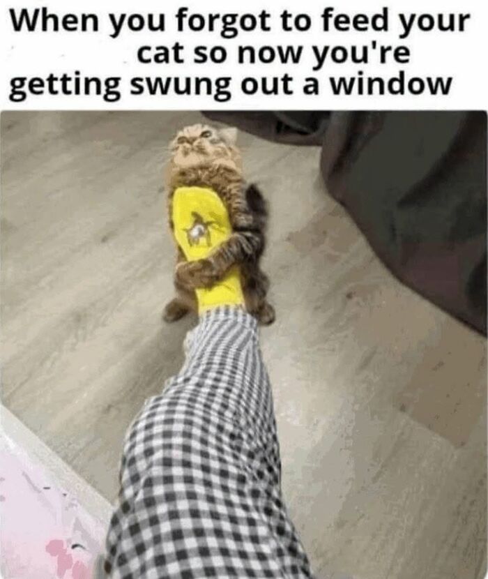 This Page Shared 45 Funny Memes For Anyone Who Knows Animals Are Hilarious In The Best Way