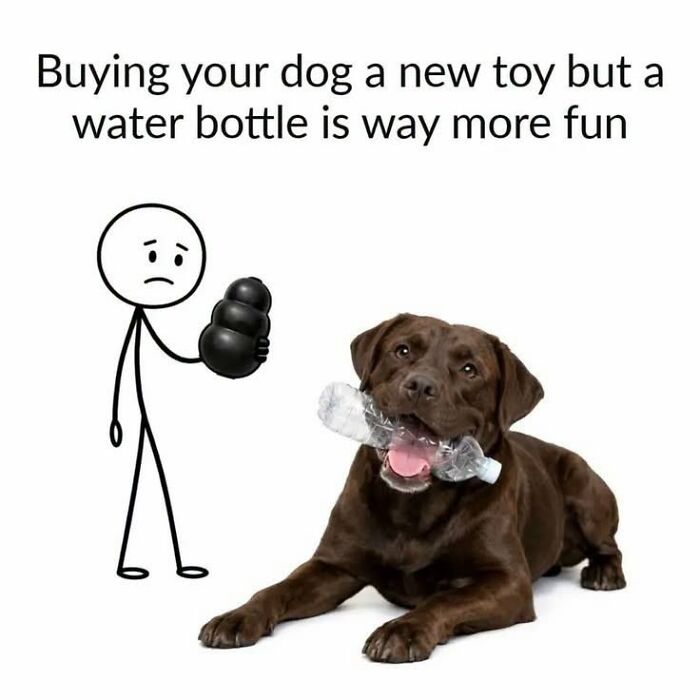 This Page Shared 45 Funny Memes For Anyone Who Knows Animals Are Hilarious In The Best Way
