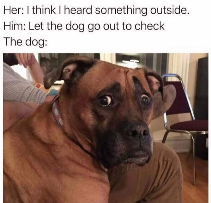 This Page Shared 45 Funny Memes For Anyone Who Knows Animals Are Hilarious In The Best Way