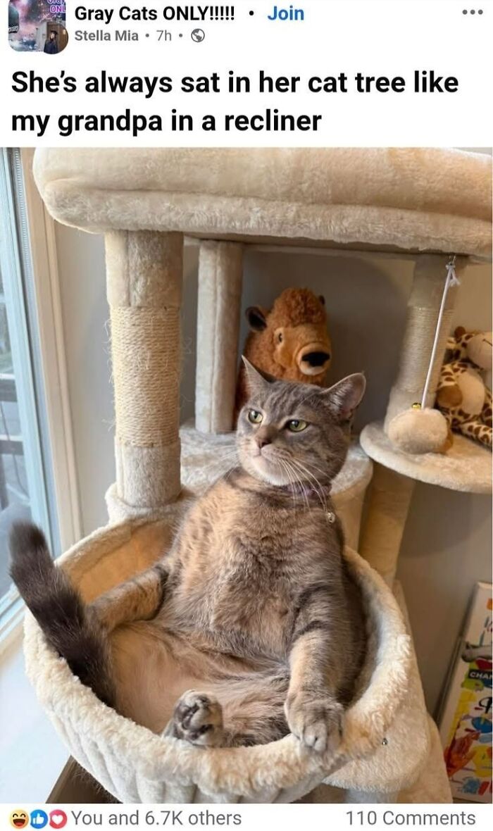 This Page Shared 45 Funny Memes For Anyone Who Knows Animals Are Hilarious In The Best Way