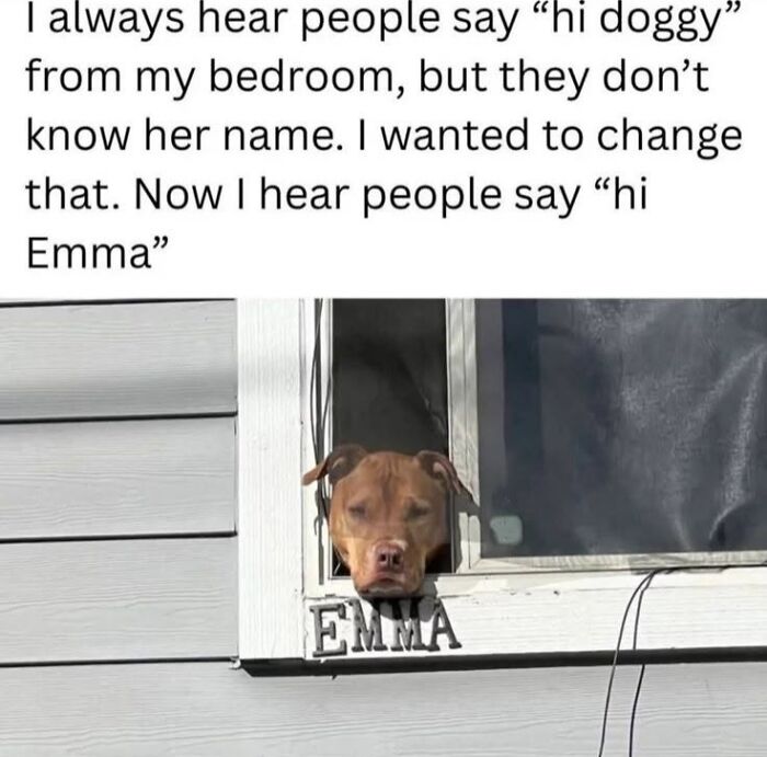 This Page Shared 45 Funny Memes For Anyone Who Knows Animals Are Hilarious In The Best Way
