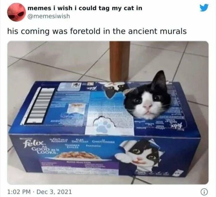 This Page Shared 45 Funny Memes For Anyone Who Knows Animals Are Hilarious In The Best Way