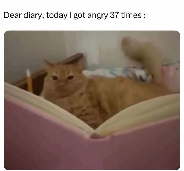 This Page Shared 45 Funny Memes For Anyone Who Knows Animals Are Hilarious In The Best Way