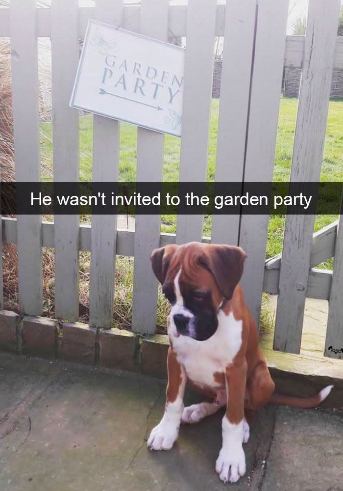 This Page Shared 45 Funny Memes For Anyone Who Knows Animals Are Hilarious In The Best Way