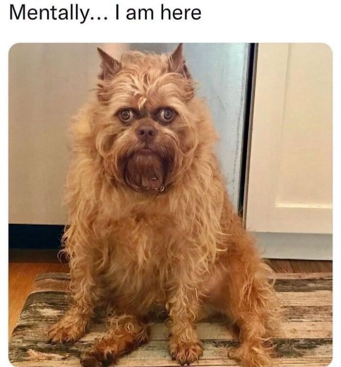 This Page Shared 45 Funny Memes For Anyone Who Knows Animals Are Hilarious In The Best Way
