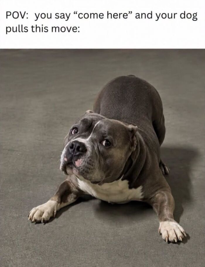 This Page Shared 45 Funny Memes For Anyone Who Knows Animals Are Hilarious In The Best Way