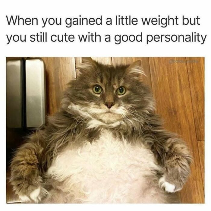 This Page Shared 45 Funny Memes For Anyone Who Knows Animals Are Hilarious In The Best Way