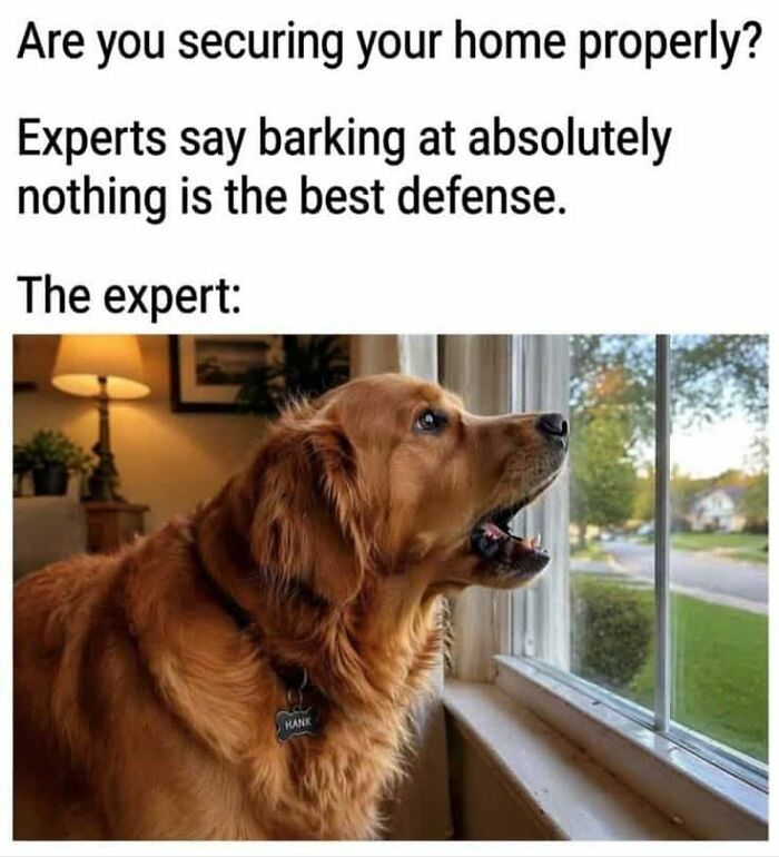 This Page Shared 45 Funny Memes For Anyone Who Knows Animals Are Hilarious In The Best Way