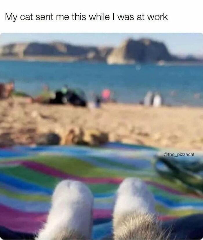 This Page Shared 45 Funny Memes For Anyone Who Knows Animals Are Hilarious In The Best Way