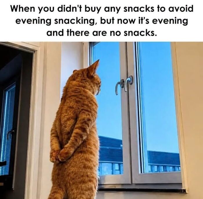 This Page Shared 45 Funny Memes For Anyone Who Knows Animals Are Hilarious In The Best Way