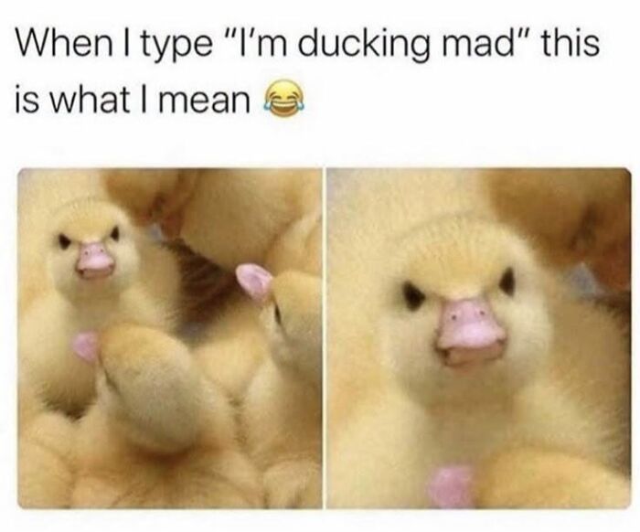 This Page Shared 45 Funny Memes For Anyone Who Knows Animals Are Hilarious In The Best Way