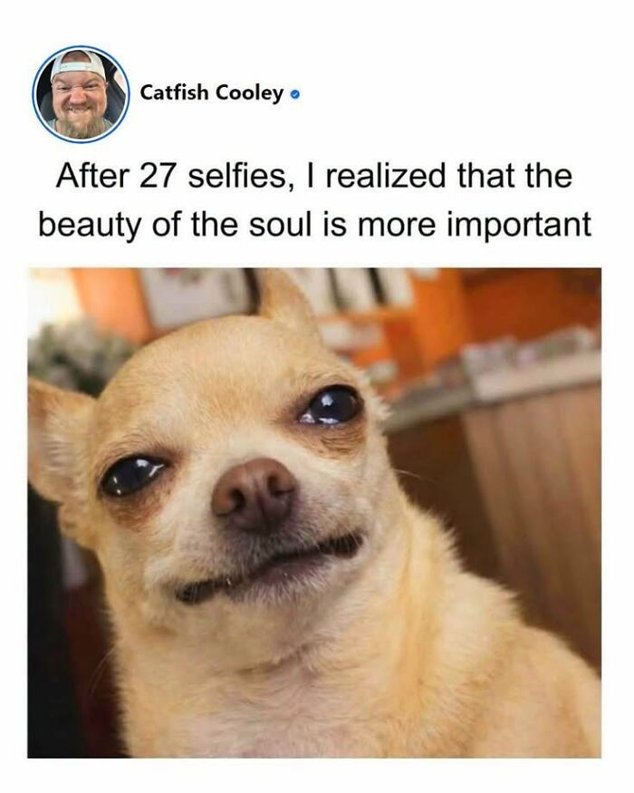 This Page Shared 45 Funny Memes For Anyone Who Knows Animals Are Hilarious In The Best Way