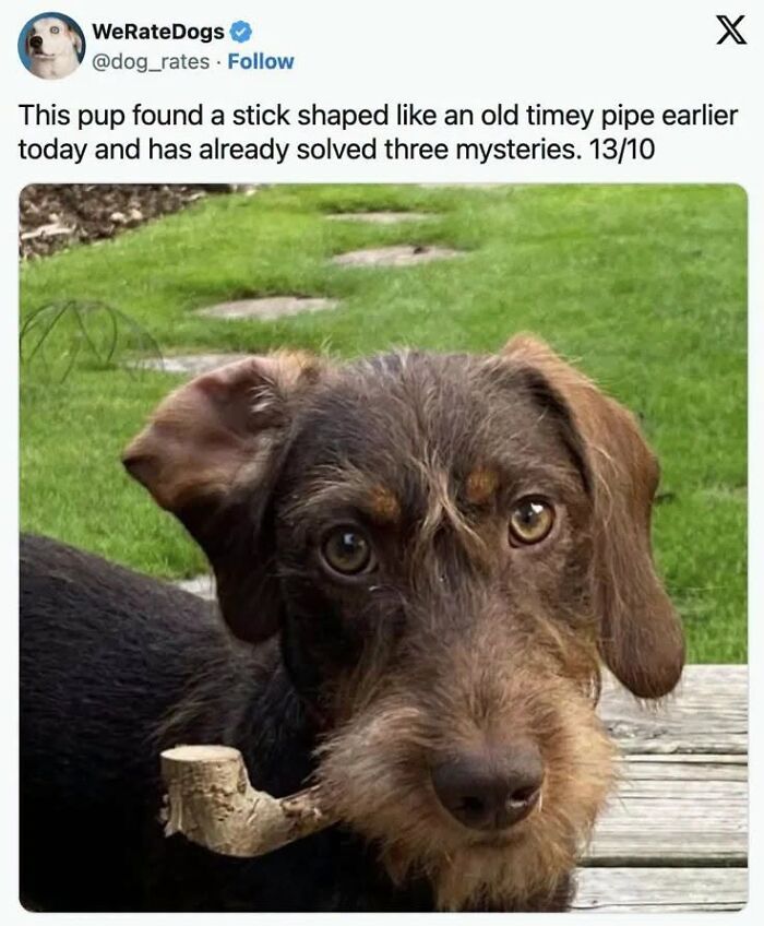 This Page Shared 45 Funny Memes For Anyone Who Knows Animals Are Hilarious In The Best Way
