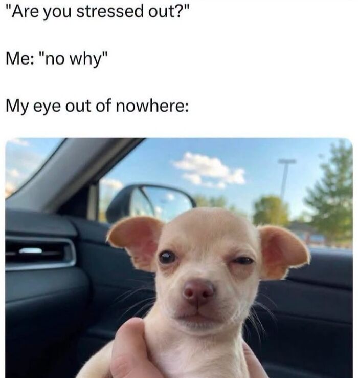 This Page Shared 45 Funny Memes For Anyone Who Knows Animals Are Hilarious In The Best Way