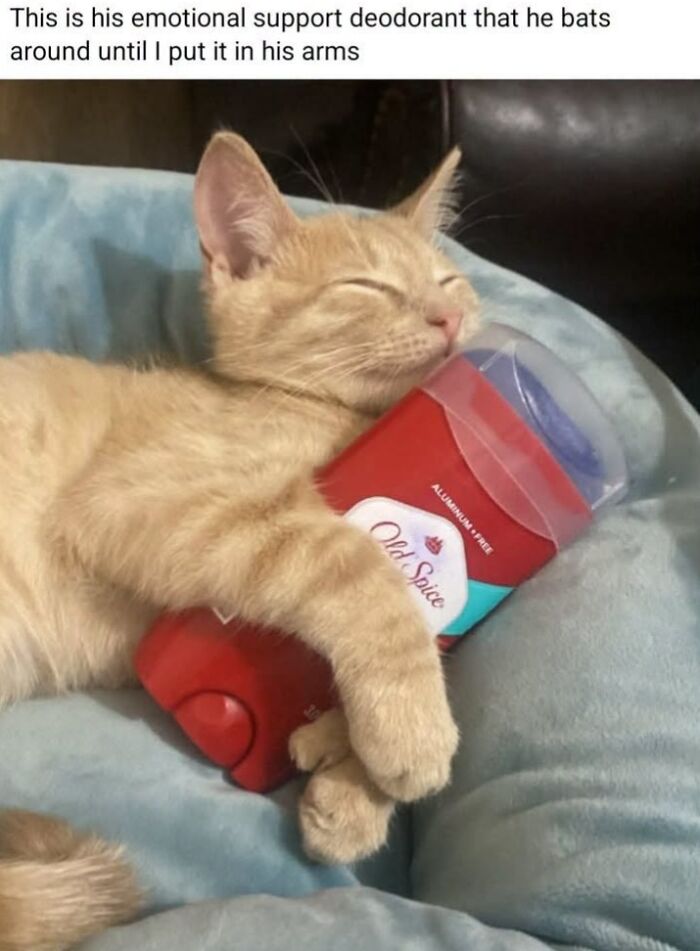 This Page Shared 45 Funny Memes For Anyone Who Knows Animals Are Hilarious In The Best Way