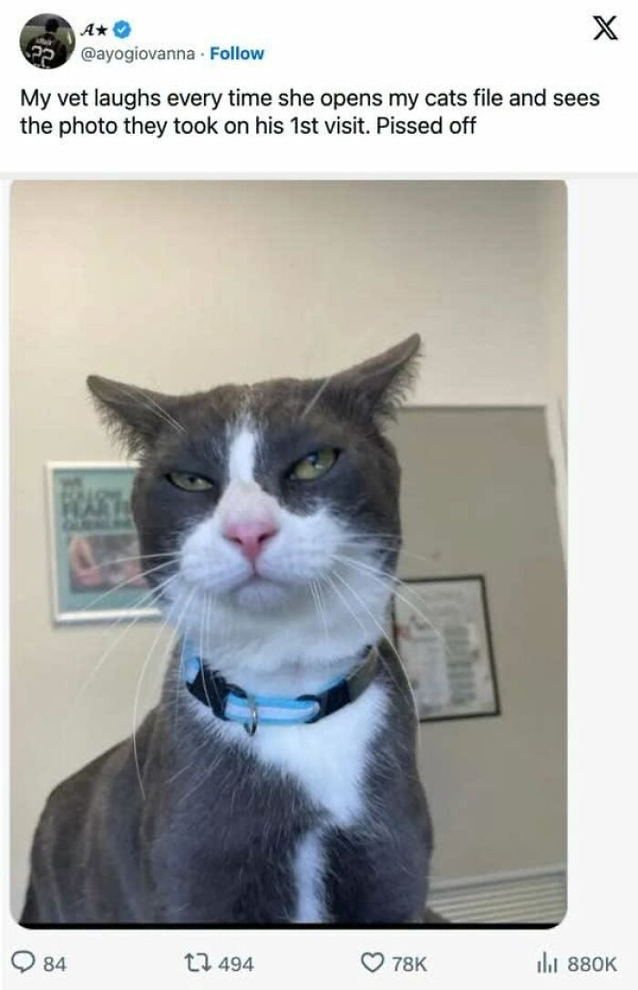 This Page Shared 45 Funny Memes For Anyone Who Knows Animals Are Hilarious In The Best Way
