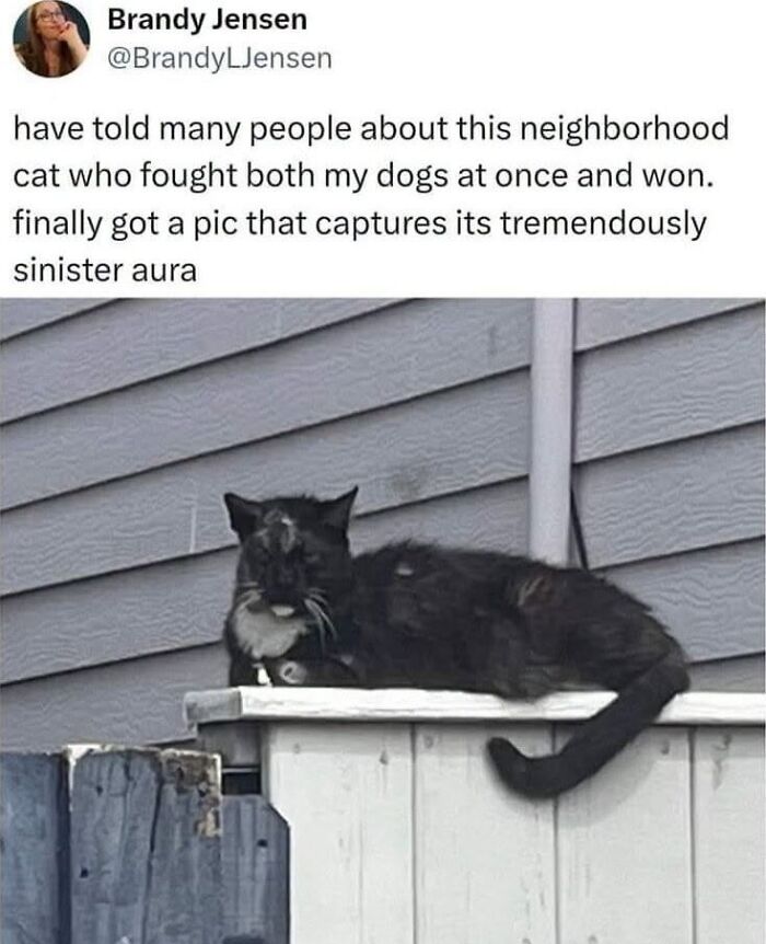 This Page Shared 45 Funny Memes For Anyone Who Knows Animals Are Hilarious In The Best Way