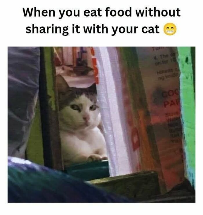 This Page Shared 45 Funny Memes For Anyone Who Knows Animals Are Hilarious In The Best Way