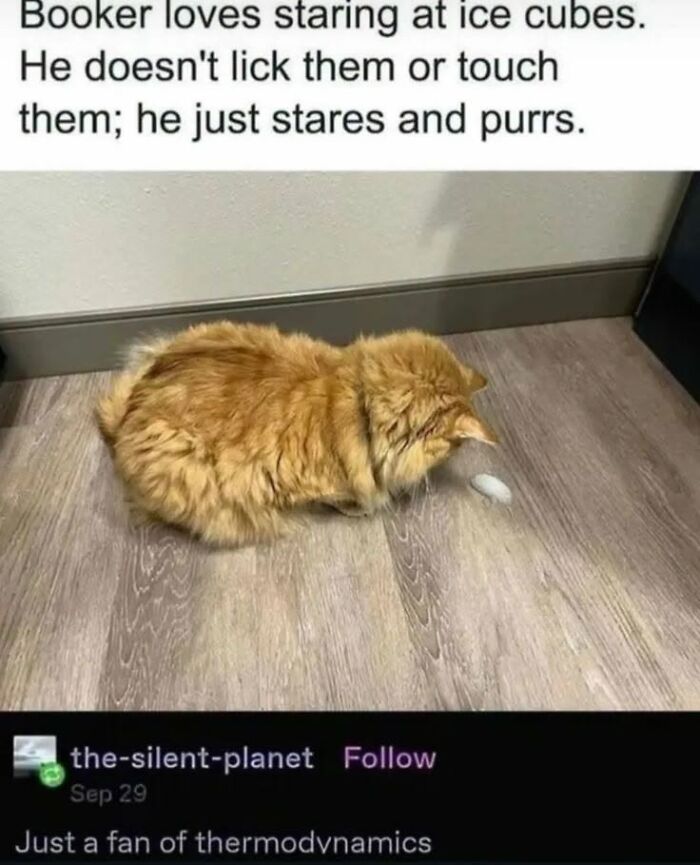 This Page Shared 45 Funny Memes For Anyone Who Knows Animals Are Hilarious In The Best Way