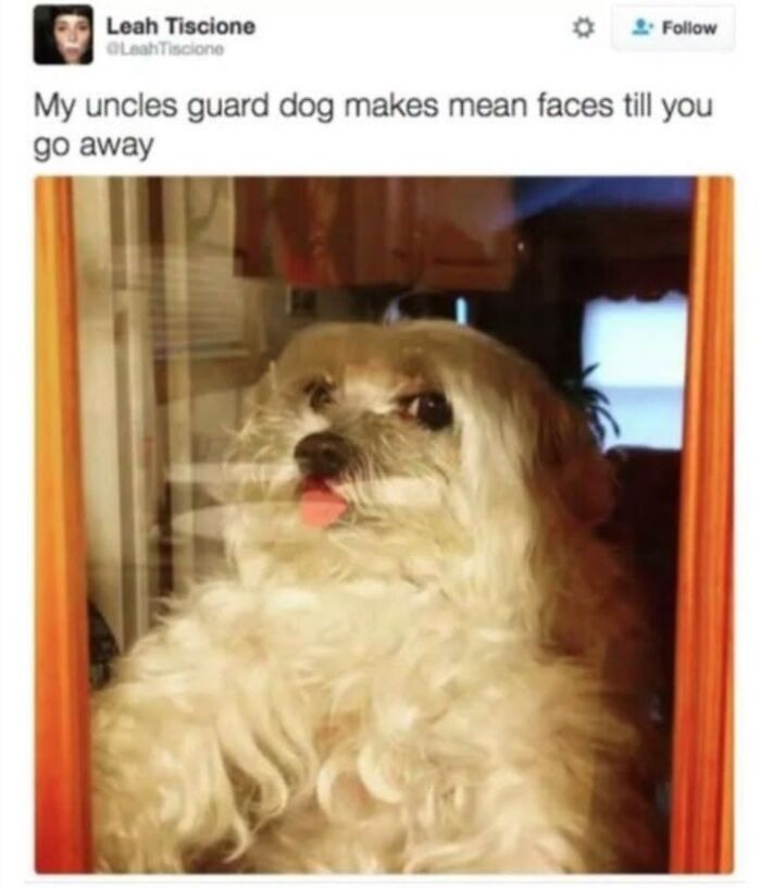 This Page Shared 45 Funny Memes For Anyone Who Knows Animals Are Hilarious In The Best Way