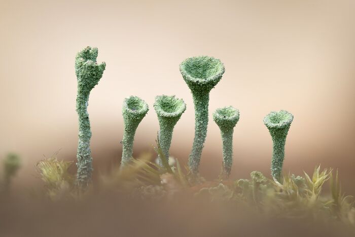 81 Pics That Turn Familiar Terrain Surreal From The Natural Landscape Photography Awards 2026 81 Pics That Turn Familiar Terrain Surreal From The Natural Landscape Photography Awards 2026