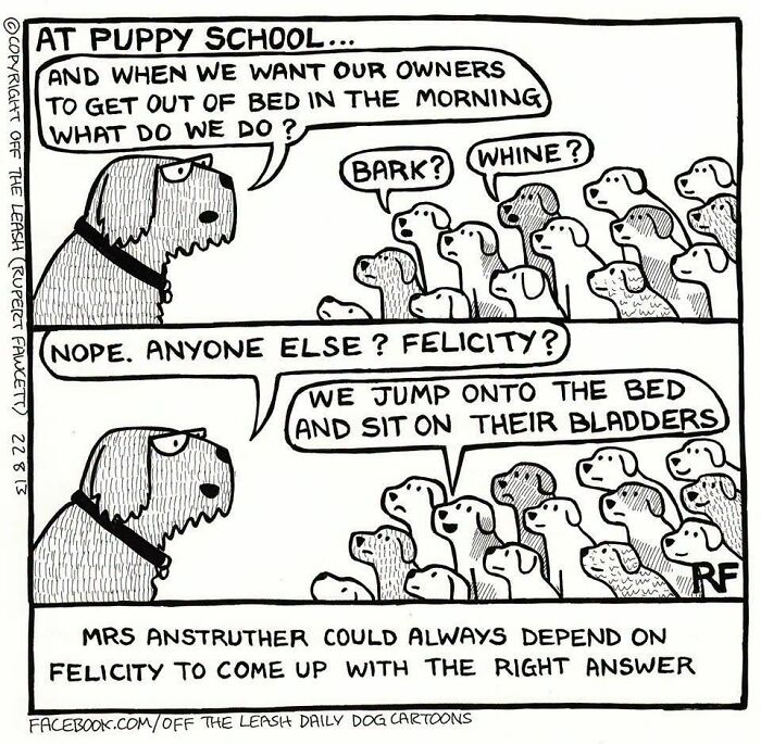 36 New &ldquo;Off The Leash&rdquo; Comics That Perfectly Capture Life With Dogs
