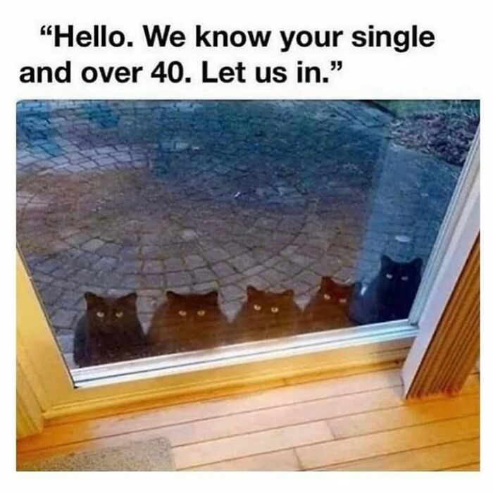 30 Hilarious Animal Memes That Prove Pets Are Natural Comedians, As Shared By This Page