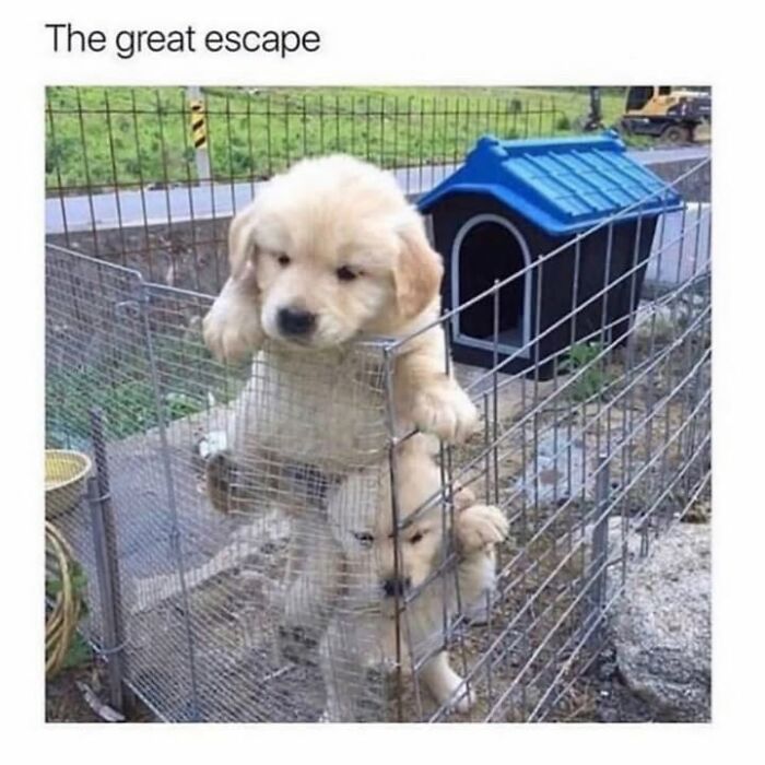 30 Hilarious Animal Memes That Prove Pets Are Natural Comedians, As Shared By This Page
