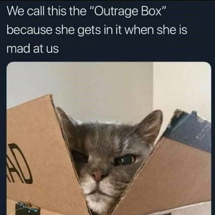 30 Hilarious Animal Memes That Prove Pets Are Natural Comedians, As Shared By This Page