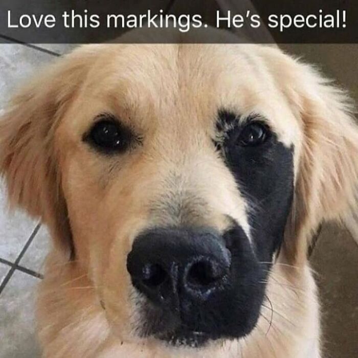 30 Hilarious Animal Memes That Prove Pets Are Natural Comedians, As Shared By This Page