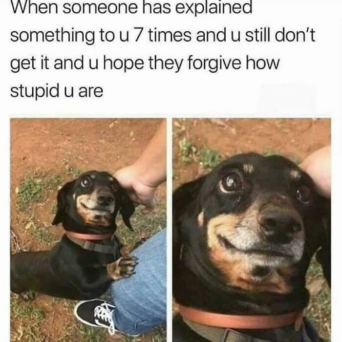 30 Hilarious Animal Memes That Prove Pets Are Natural Comedians, As Shared By This Page