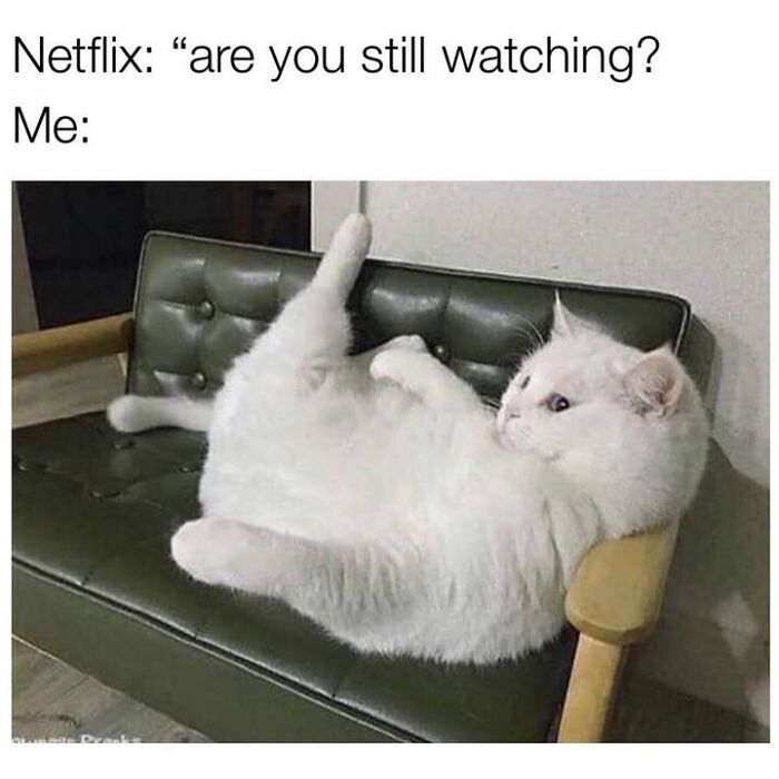 30 Hilarious Animal Memes That Prove Pets Are Natural Comedians, As Shared By This Page