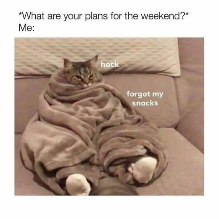 30 Hilarious Animal Memes That Prove Pets Are Natural Comedians, As Shared By This Page