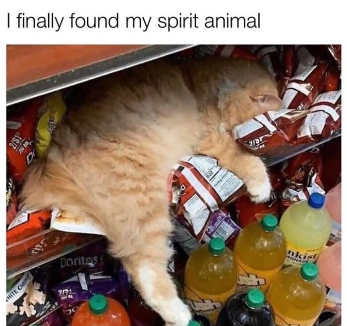 30 Hilarious Animal Memes That Prove Pets Are Natural Comedians, As Shared By This Page