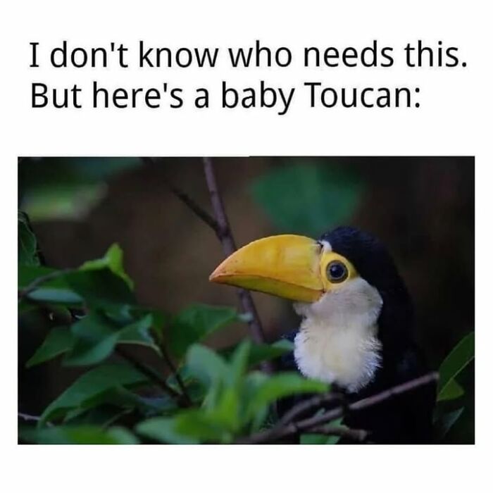 30 Hilarious Animal Memes That Prove Pets Are Natural Comedians, As Shared By This Page